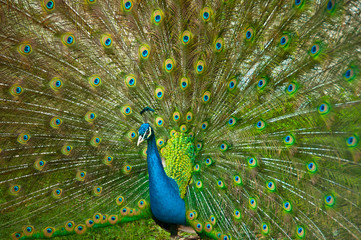 Wide view on a peacock presenting its colorful tail