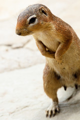 Nagetier im Portrait