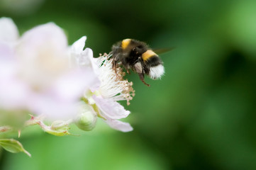 bumble bee in flight extracting pollen