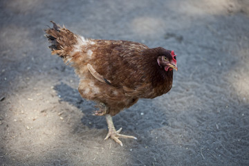 Gallina