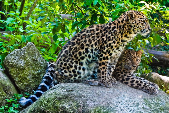 Jeune Panthere de l'Amour, Zoo de Mulhouse.