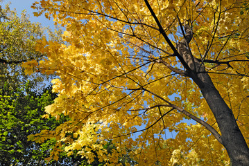 Maple tree in autumn colors