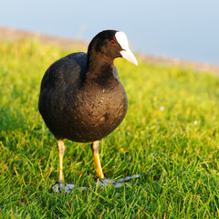 Muck Duck II