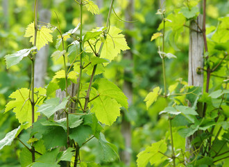 Weinreben - Vineyard Close-up
