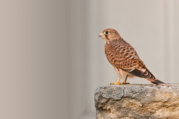 faucon crecerelle oiseau rapace bébé jeune plume oeil