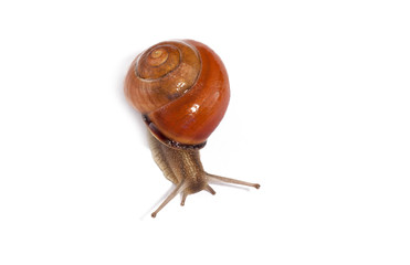 slug