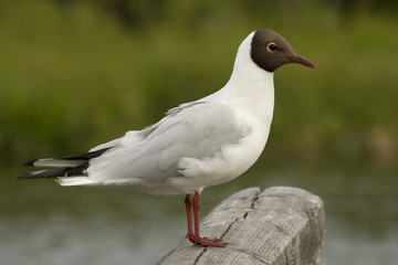 Fototapeta premium Black-headed Gull