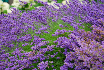 Obraz premium Floral Explosion!