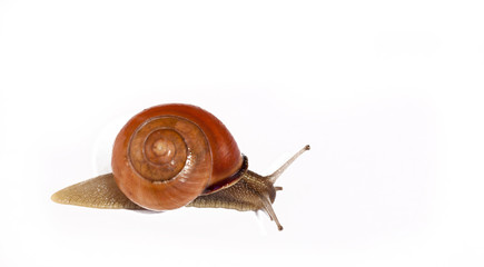 snail