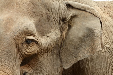 Fototapeta premium éléphant d'asie,elephas maximus