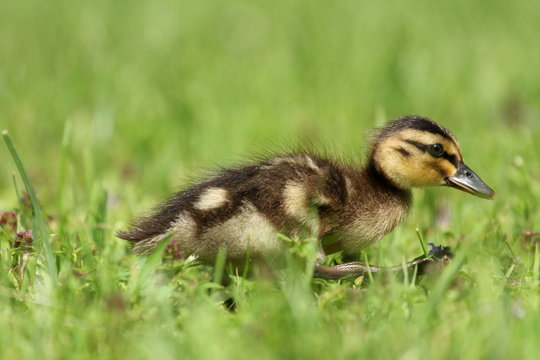 caneton