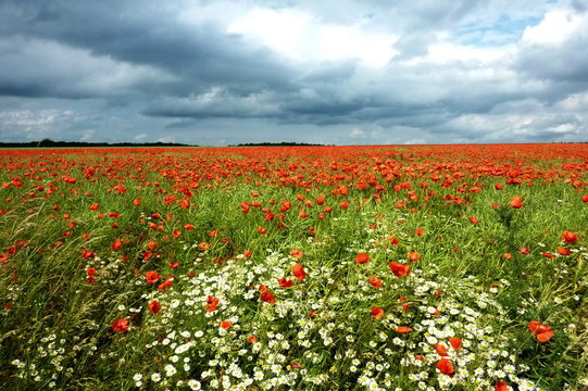 Nohn im Gewitterlicht