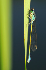 Libellule
