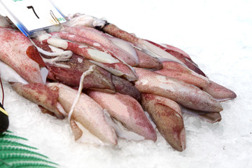 Fresh calamari in ice
