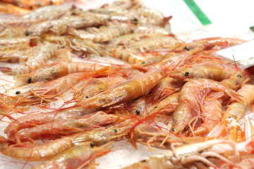 Fresh red shrimps
