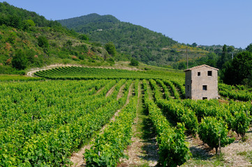 Fototapeta na wymiar vignes en drôme provençale