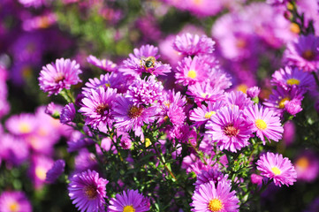 Fototapeta premium Flowers. Spring. Zarte Natur