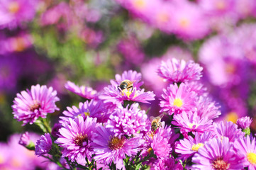 Flowers. Spring. Zarte Natur