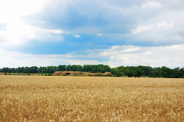 A field of mature wheat