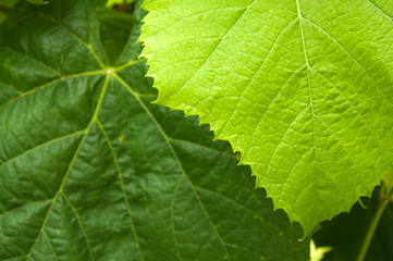 Grape wine leaves