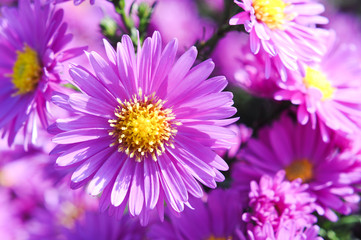 Obraz premium Flowers. Spring. Zarte Natur