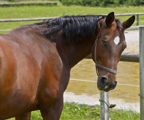 Fototapeta premium horse