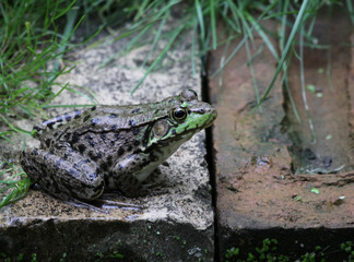 A bullfrog (Rana catesbeiana) sitting on the edge of a man made pond..