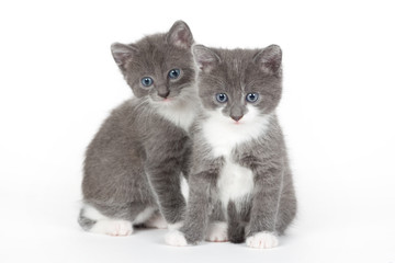 two blue eyed grey kitten isolated on white