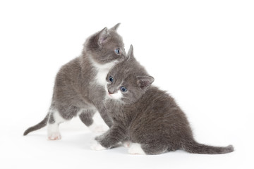 two blue eyed grey kitten isolated on white