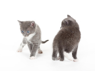 two blue eyed grey kitten isolated on white