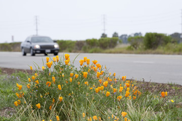 Poppies Adjacent to Road
