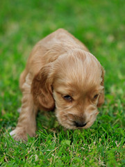 cucciolo di cocker spaniel
