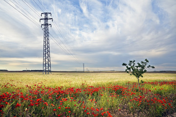 Campo en Pinto. Madrid