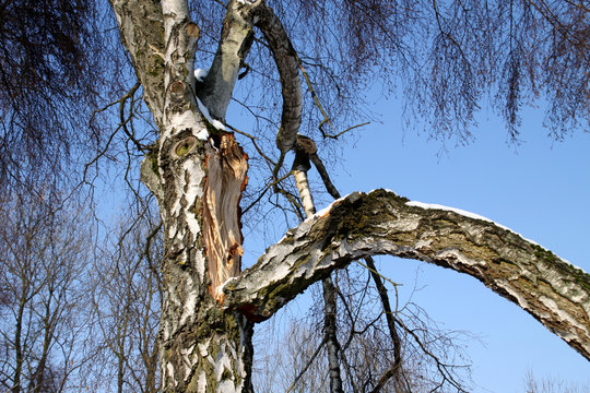 Astbruch an einer Birke