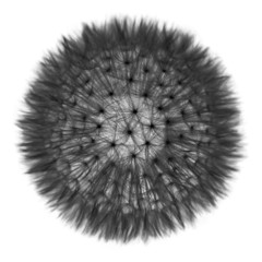 Dandelion Inverted Isolated