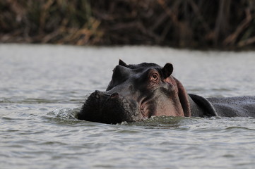Hippo (Hippopotamus amphibius) at Naivasha Lake, Kenya