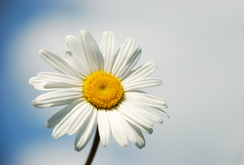 Obraz premium Camomile