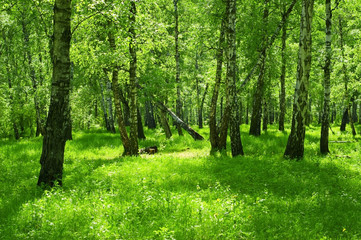 green forest
