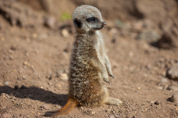 Fototapeta premium Young Meerkat (suricate) standing