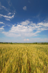 Wheat field