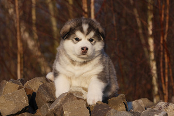 chiot alaskan malamute sur un tas de caillousx