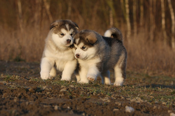 deux chiots alaskan malamute en automne