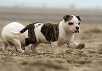 chiot marchant d'un pas décidé sur la plage - boul'am