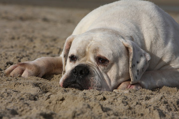 bouledogue américain songeur la tête sur le sable