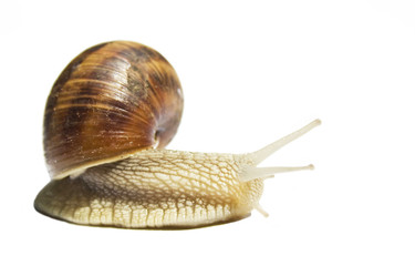 Snail isolated on white