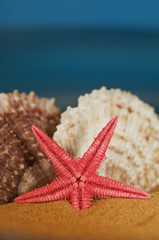 stella marina su spiaggia