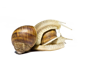 Snails isolated on white