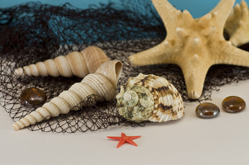 conchiglie e rete