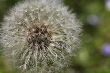 Pusteblume