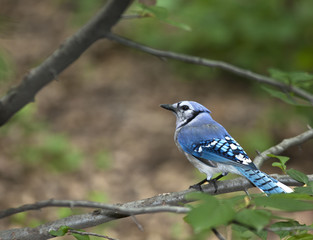 Blue Jay